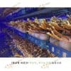 nam-linh-chi-sung-huou-han-quoc