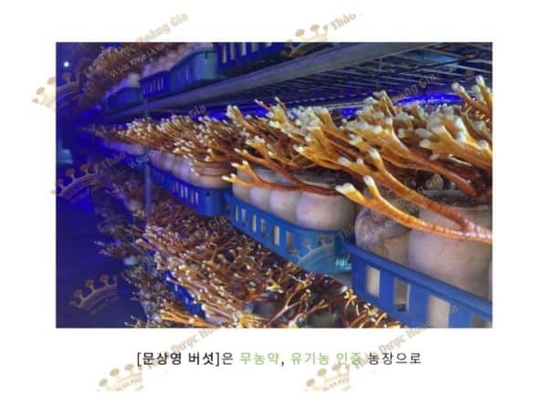 nam-linh-chi-sung-huou-han-quoc