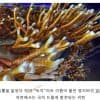 nam-linh-chi-sung-huou-han-quoc