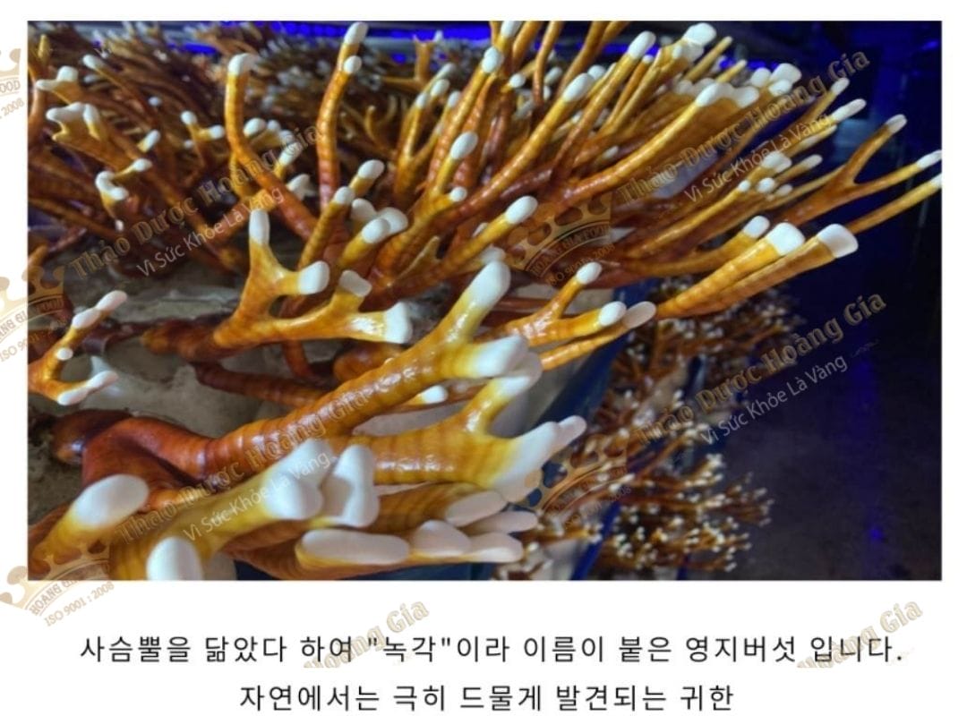 nam-linh-chi-sung-huou-han-quoc