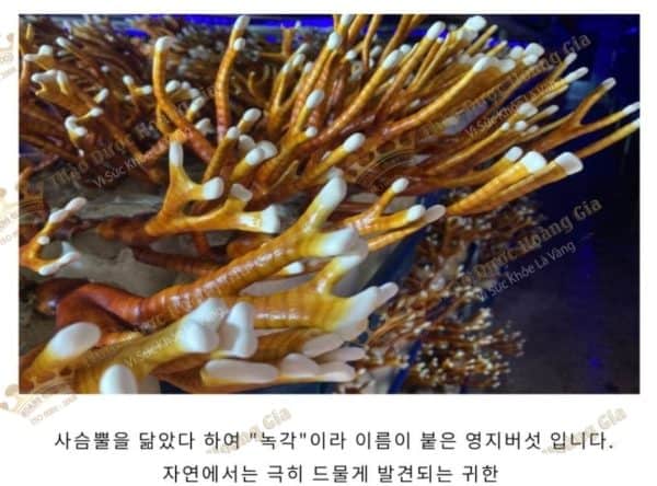 nam-linh-chi-sung-huou-han-quoc