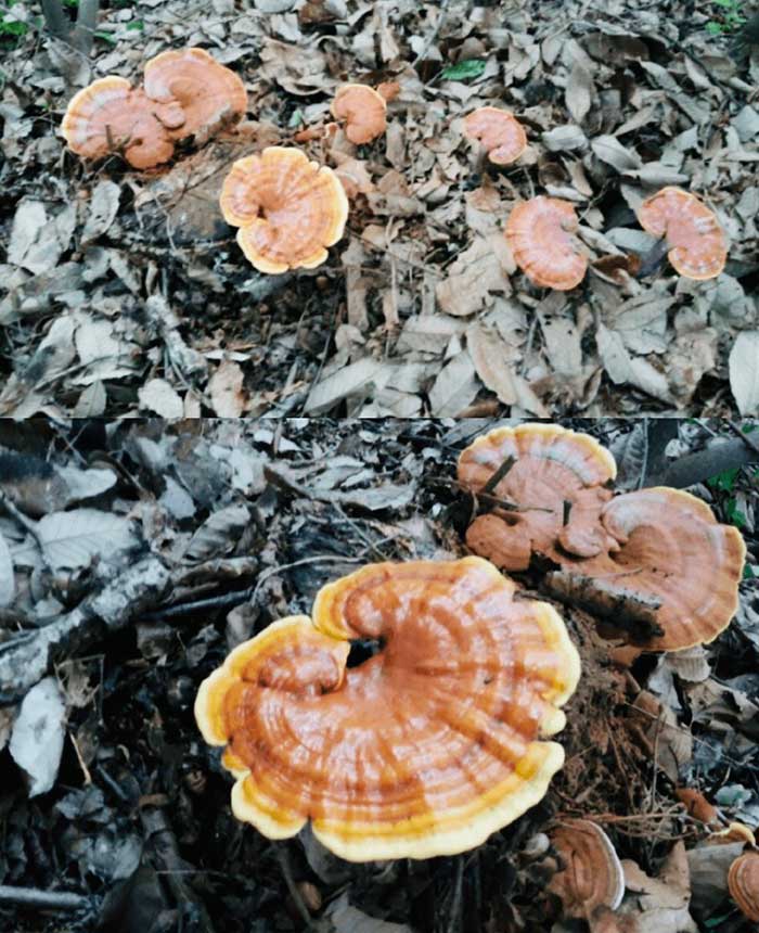 nam linh chi tien vua hoang gia5