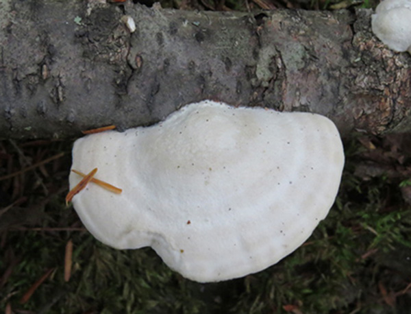 nam-linh-chi-trang-chat-luong-khong-1 nam-linh-chi-trang