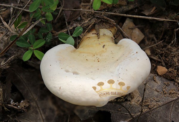 nam-linh-chi-trang-ganoderma-1 nam-linh-chi-trang