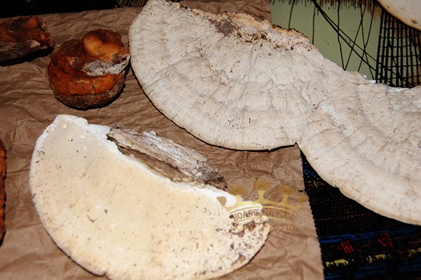 nam-linh-chi-trang-thu-hai-rung-1 nam-linh-chi-trang-thu-hai-rung