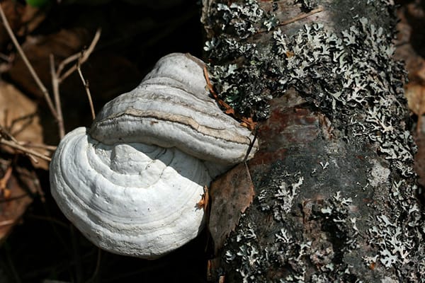 nam-linh-chi-trang1-2 nam-linh-chi-trang-thien-nhien