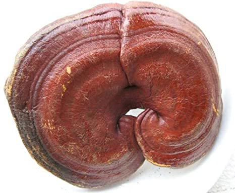 nam-linh-chi-trung-quoc