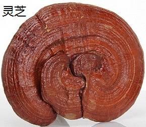 nam-linh-chi-trung-quoc