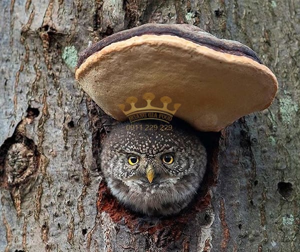 nam-linh-chi-tu-nhien-rung-loai-tot-1 nam-linh-chi-tu-nhien-rung-loai-tot