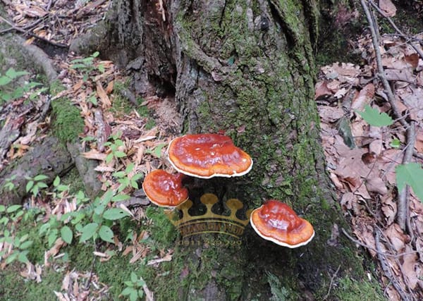 nam-linh-chu-tu-nhien-moc-o-dau-1 nam-linh-chu-tu-nhien-moc-o-dau