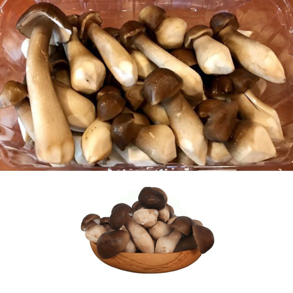 Nấm mối đen – Loại nấm quý với nhiều công dụng tốt cho sức khỏe