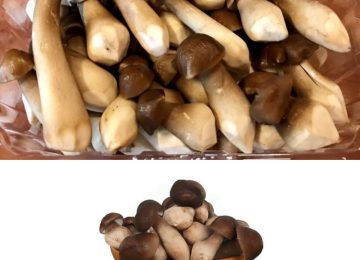 Nấm Mối Đen – Công Dụng, Cách Chế Biến & Địa Chỉ Mua Uy Tín