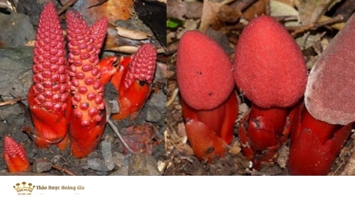 nam-ngoc-cau-ngam-ruou