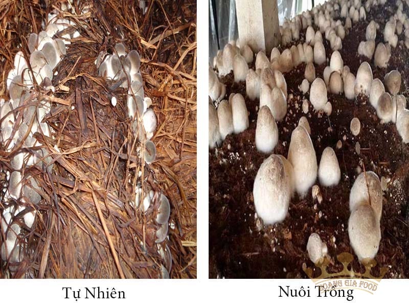 nam-rom-tu-nhien-va-nuoi-trong