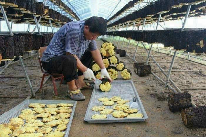 nam-thuong-hoang-han-quoc-loai-1205-1 nam thuong hoang han quoc loai 1205 1