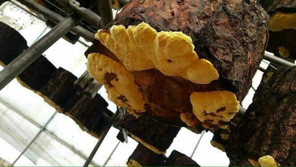 nam-thuong-hoang-han-quoc-loai-1206-1 nam thuong hoang han quoc loai 1206 1