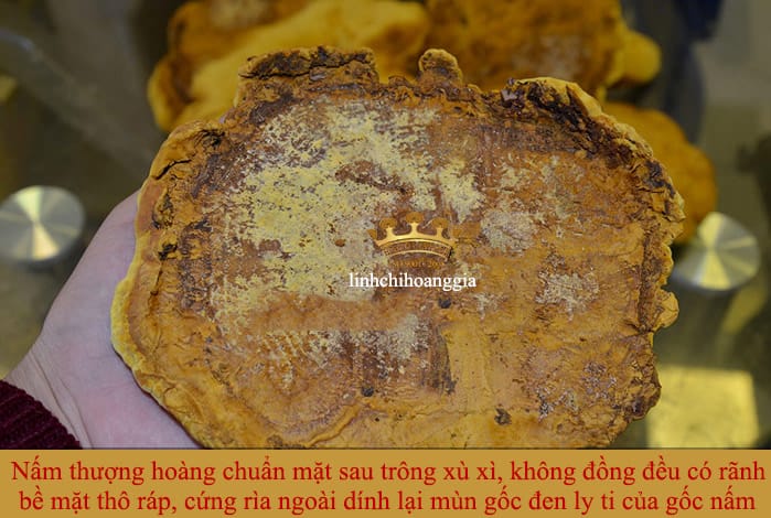 nam-thuong-hoang-han-quoc-that201-1 nam-thuong-hoang-han-quoc-that