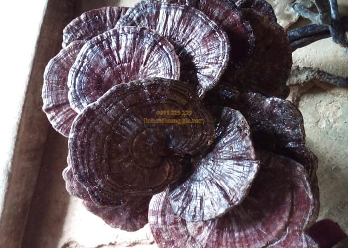 nam-truc-rung201-1 nam-truc-rung