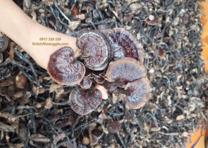 nam-truc-rung202-1 nam-truc-rung