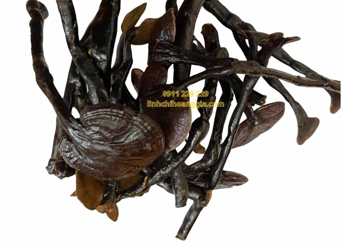 nam-truc-rung204-1 nam-truc-rung