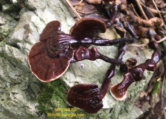 nam-truc-rung205-2 nam-truc