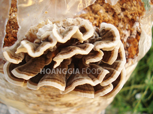 nam-van-chi-hoang-gia-chat-luong