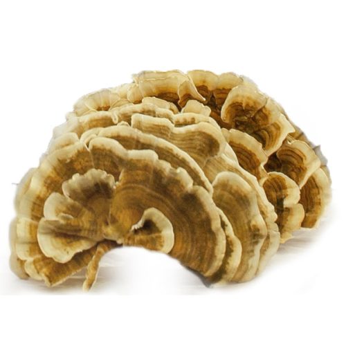 Nấm Vân Chi Hoàng Gia Túi 500g Nguyên Tai