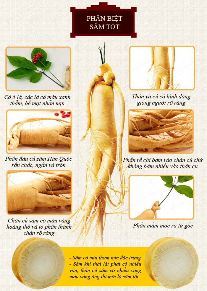 nhan-sam-cach-phan-biet