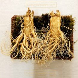 Nhân Sâm Tươi Hàn Quốc – Loại 2 Củ/Kg