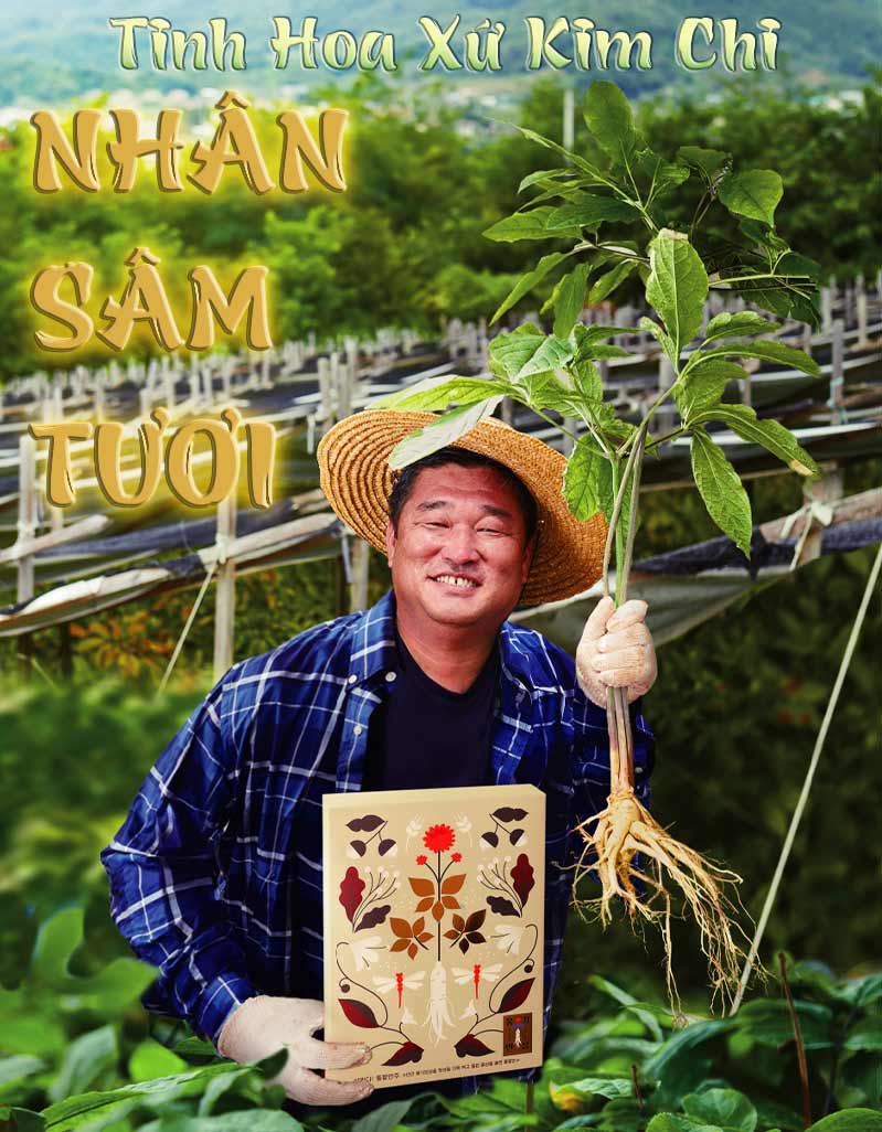 p1-2 sam-tuoi-han-quoc-8-cu