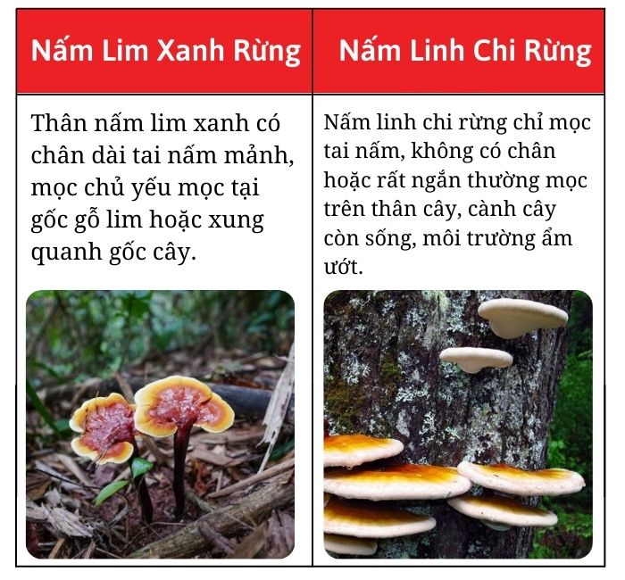 phan-biet-nam-lim-xanh-chuan-rung-that-gia phan-biet-nam-lim-xanh-chuan-rung-that-gia