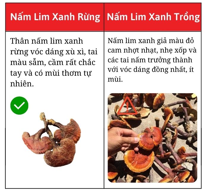 phan-biet-nam-lim-xanh-chuan-rung-that-gia
