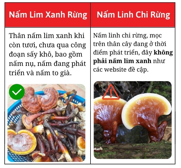 phan-biet-nam-lim-xanh-chuan-rung-that-gia2-1 phan-biet-nam-lim-xanh-chuan-rung-that-gia2