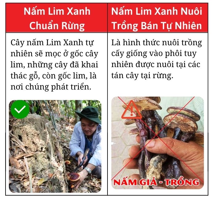 phan-biet-nam-lim-xanh-chuan-rung-that-gia3 phan-biet-nam-lim-xanh-chuan-rung-that-gia