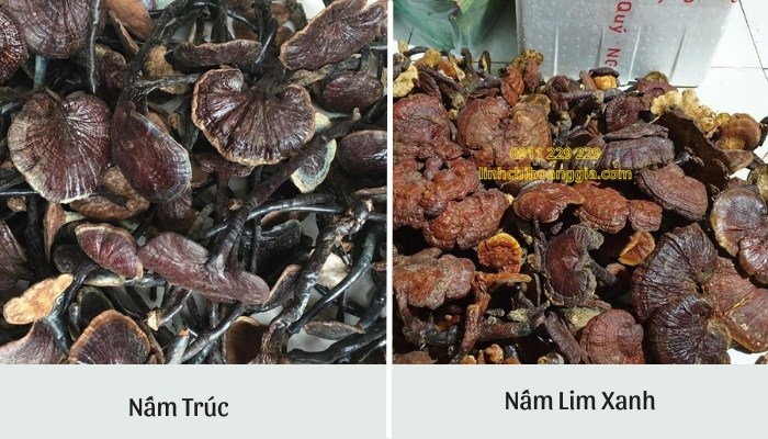 phan-biet-nam-truc-va-nam-lim-xanh-1 phan-biet-nam-truc-va-nam-lim-xanh