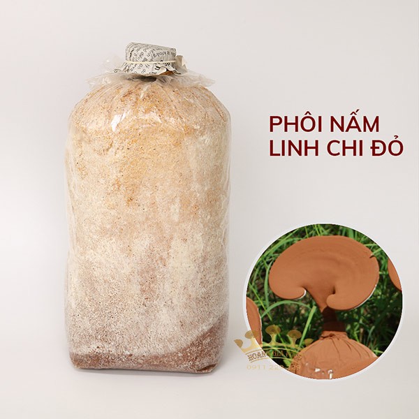 phoi-trong-nam-linh-chi-do-nuoi-1 phoi-trong-nam-linh-chi-do