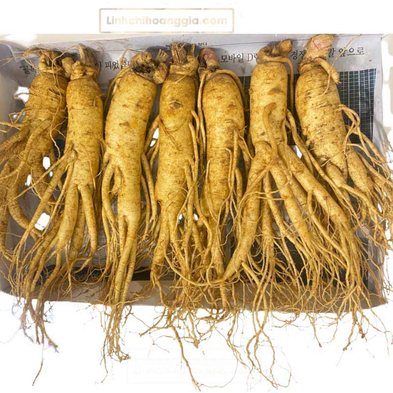 sam-tuoi-7-cu-anh-that