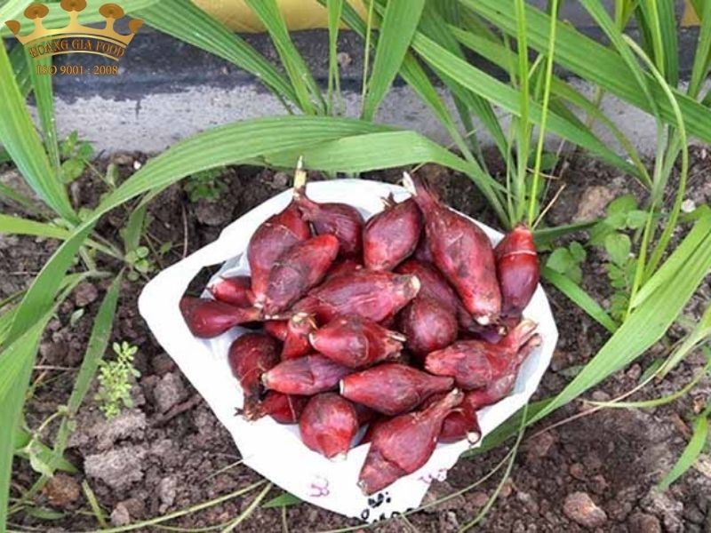 sam-dai-hanh203-1 sam-dai-hanh