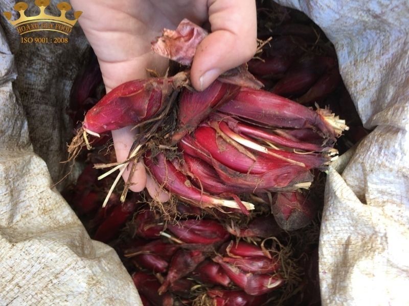 sam-dai-hanh205 sam-dai-hanh