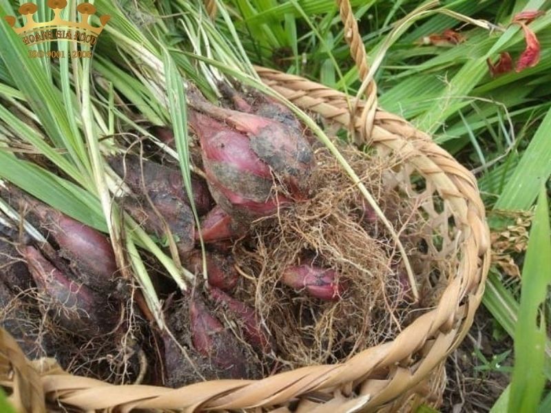 sam-dai-hanh206 sam-dai-hanh