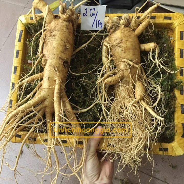 sam-tuoi-2-cu-anh-that