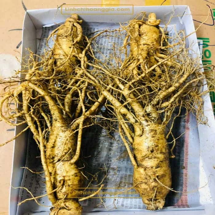 sam-tuoi-4-cu-anh-that sam-tuoi-4-cu-anh-that