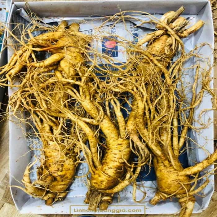 sam-tuoi-5-cu-anh-that sam-tuoi-5-cu-anh-that