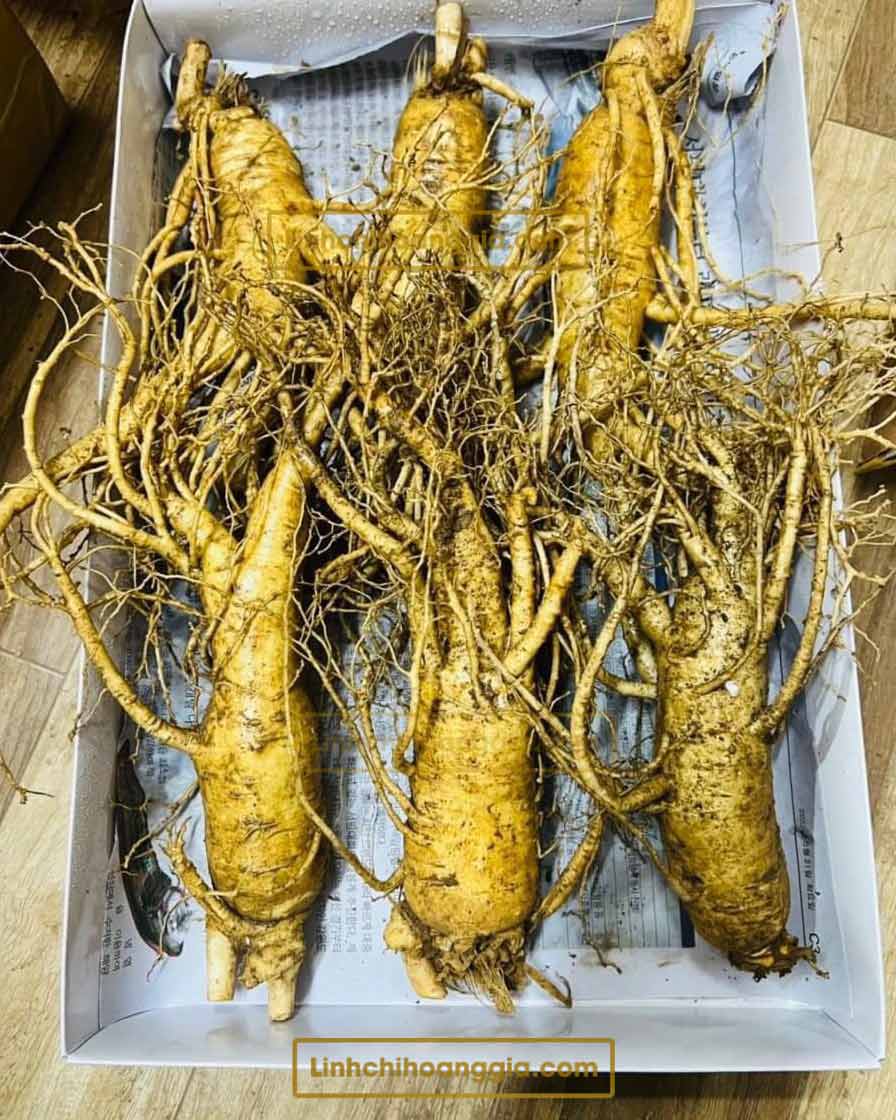 sam-tuoi-6-cu-anh-that sam-tuoi-6-cu-anh-that