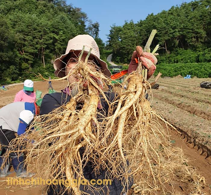 sam-tuoi-han-quoc-san-pham201-2 sam tuoi han quoc san pham201 2