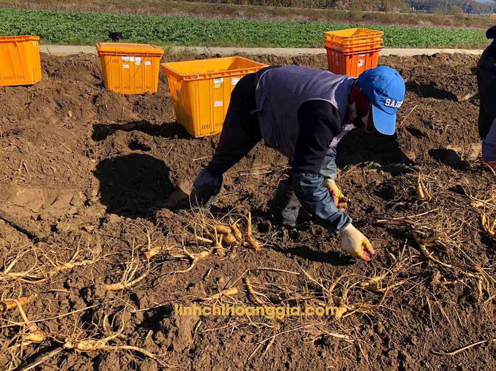 sam-tuoi-han-quoc-san-pham2011 sam tuoi han quoc san pham2011