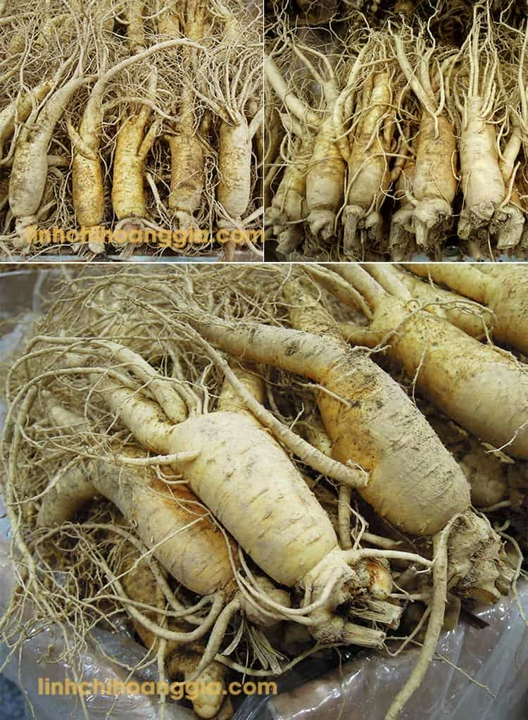 sam-tuoi-han-quoc-san-pham20161 sam tuoi han quoc san pham20161