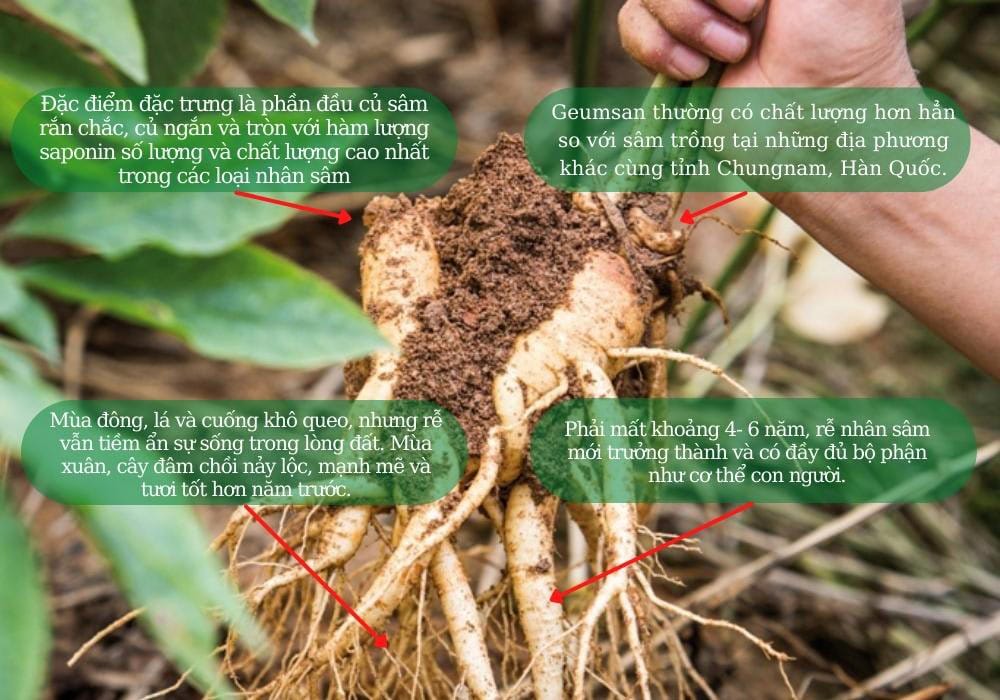 sam-tuoi-han-quoc-san-pham2020-4 sam-tuoi-han-quoc-8-cu