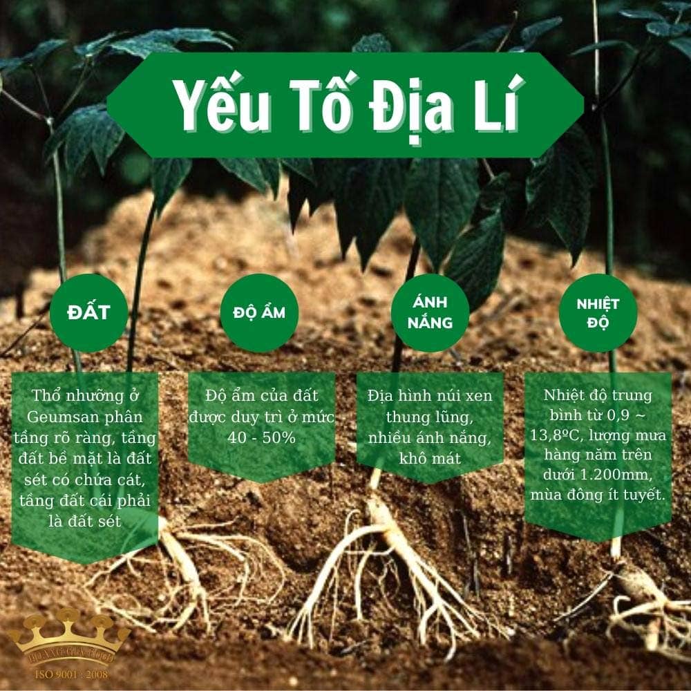 sam-tuoi-han-quoc-san-pham2021-4 sam-tuoi-han-quoc-8-cu