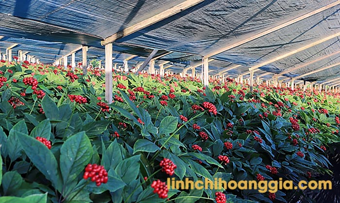 sam-tuoi-han-quoc-san-pham203-4 sam tuoi han quoc san pham203 4